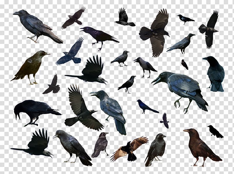 Bird Common raven Animal, Birds and birds transparent background PNG clipart