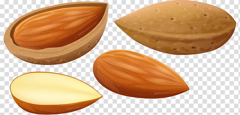 Nut Apricot kernel Cartoon, Delicious almond transparent background PNG clipart