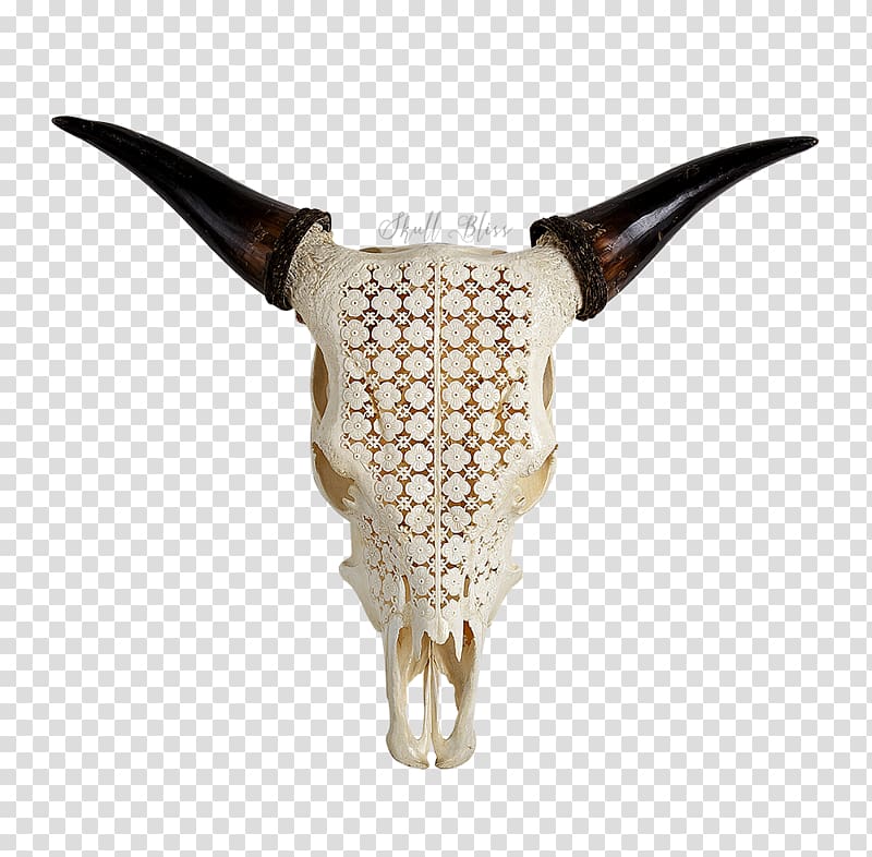 Cattle XL Horns Skull Water buffalo, skull transparent background PNG clipart