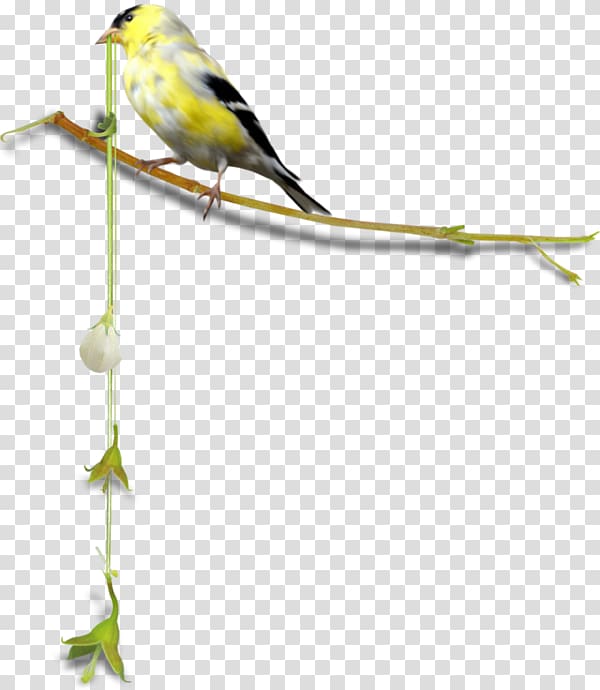 Finches Bird parrot Centerblog, Ski Facility transparent background PNG clipart