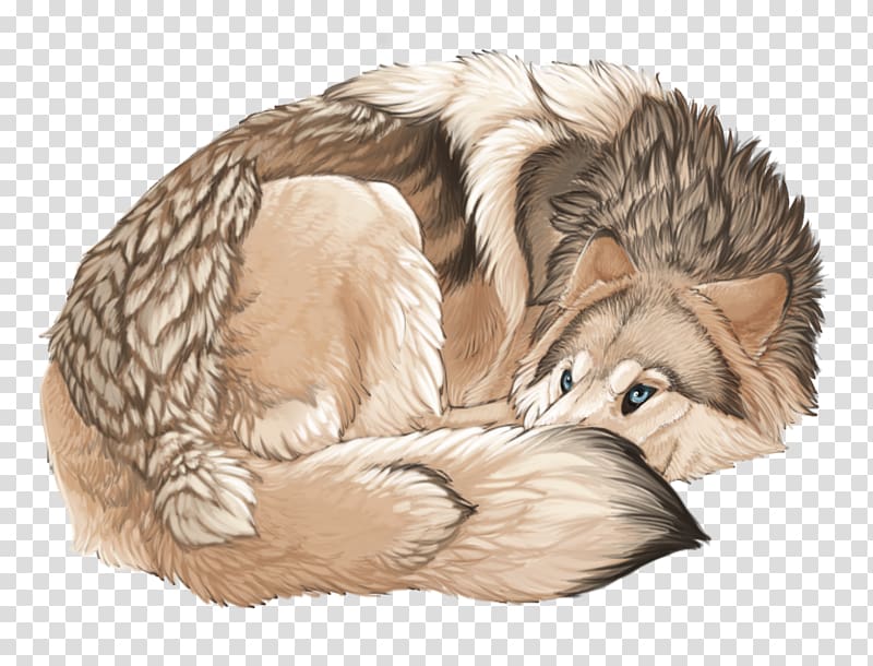 Whiskers Dog Cat Canidae Mammal, angry wolf drawings beginners transparent background PNG clipart