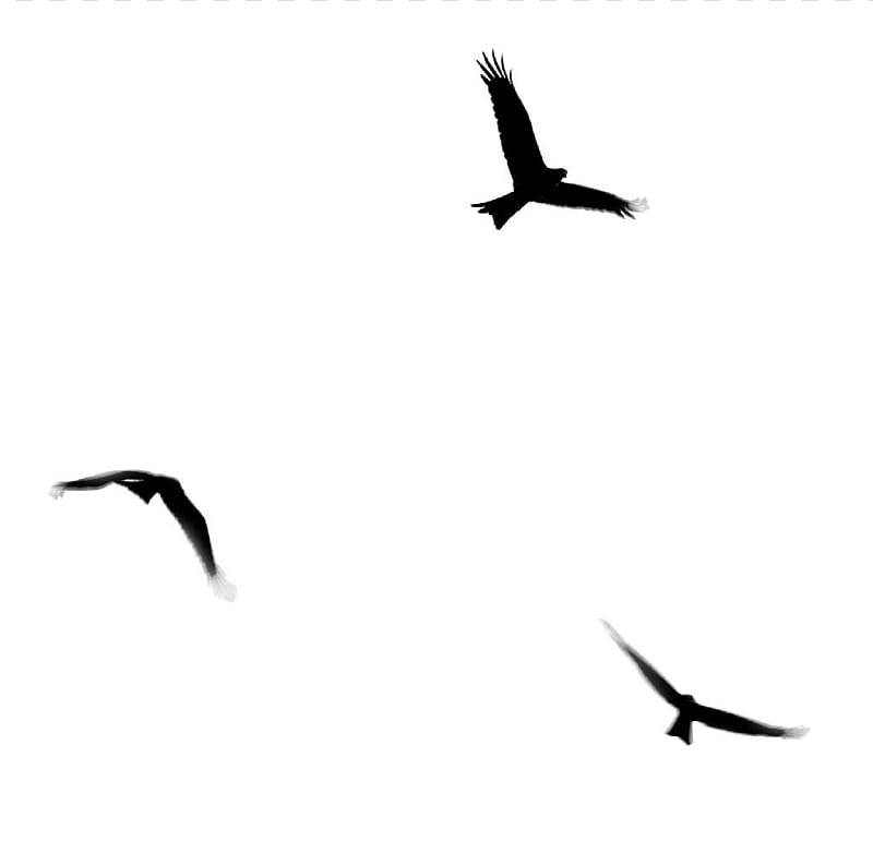 Bird Flight , gull transparent background PNG clipart