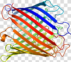 Line Point Organism , line transparent background PNG clipart thumbnail