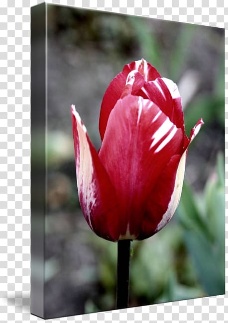 Tulip Petal Plant stem Bud, red tulip transparent background PNG clipart