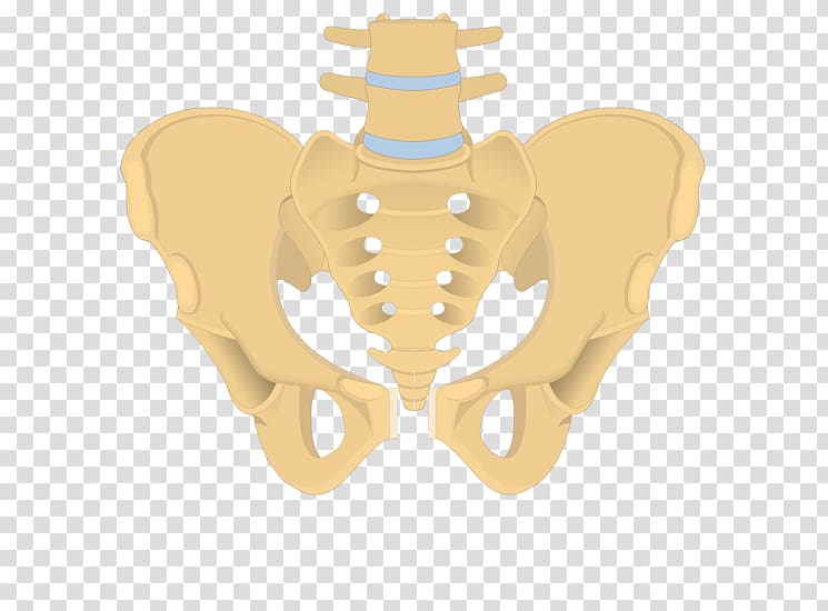 Hip bone Coccyx Sacrum Anatomy, others transparent background PNG clipart