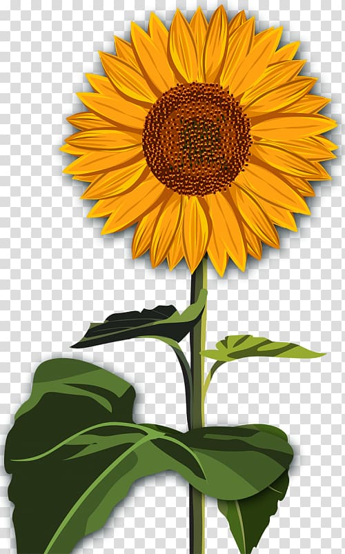 Common sunflower Desktop Red sunflower , flower transparent background PNG clipart