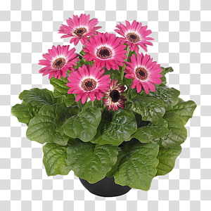 Transvaal daisy Cut flowers Floral design Floristry Seed, pink eye transparent background PNG clipart thumbnail