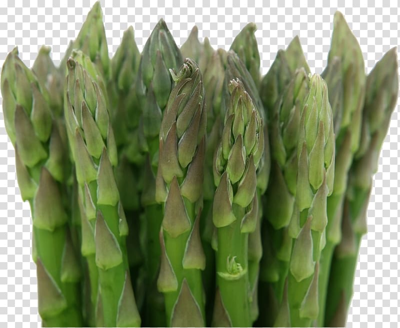 Asparagus Vegetable Herb Food Health, vegetable transparent background PNG clipart