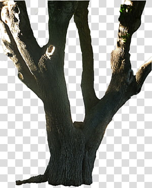 Wood /m/083vt Branching, wood transparent background PNG clipart thumbnail