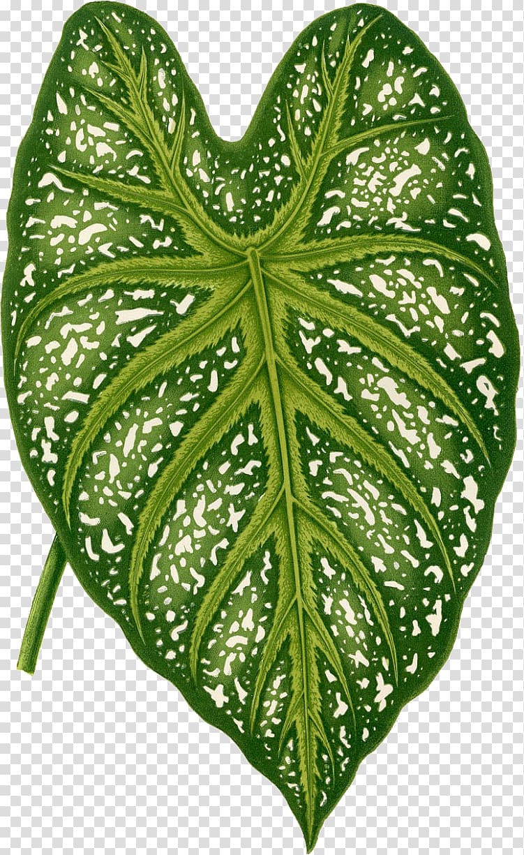 Botany Botanical illustration Art Painting, painting transparent background PNG clipart
