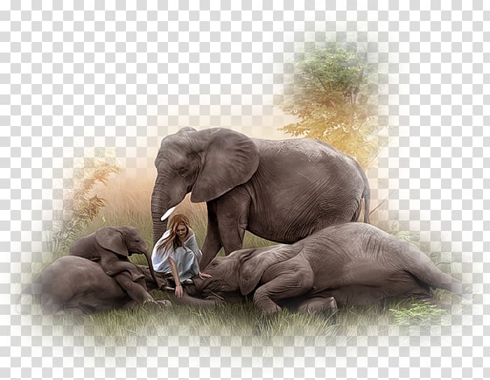 Indian elephant African elephant Centerblog Féerie, others transparent background PNG clipart