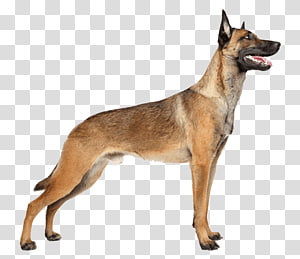 Malinois Dog Belgian Shepherd German Shepherd Tervuren Puppy Puppy Transparent Background Png Clipart Hiclipart