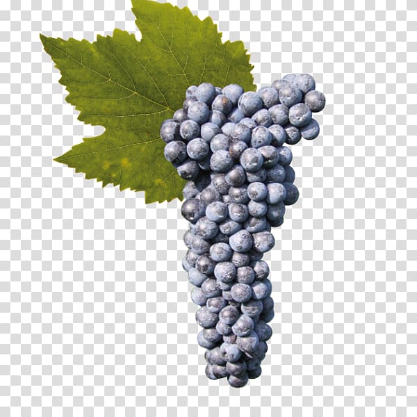 Grape seed extract Seedless fruit Wine Bilberry, Wine grape transparent background PNG clipart