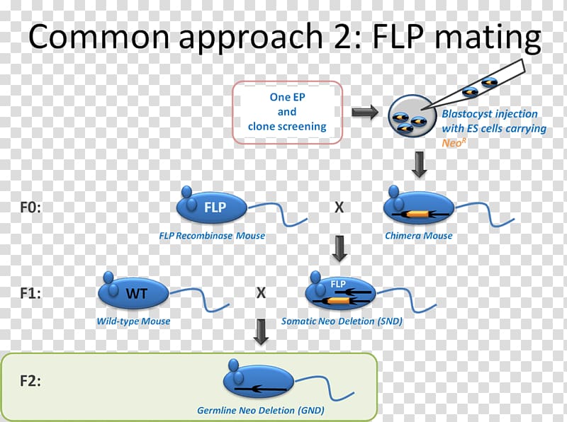 FLP-FRT recombination Cre recombinase Gene targeting Gene knockin, mouse transparent background PNG clipart