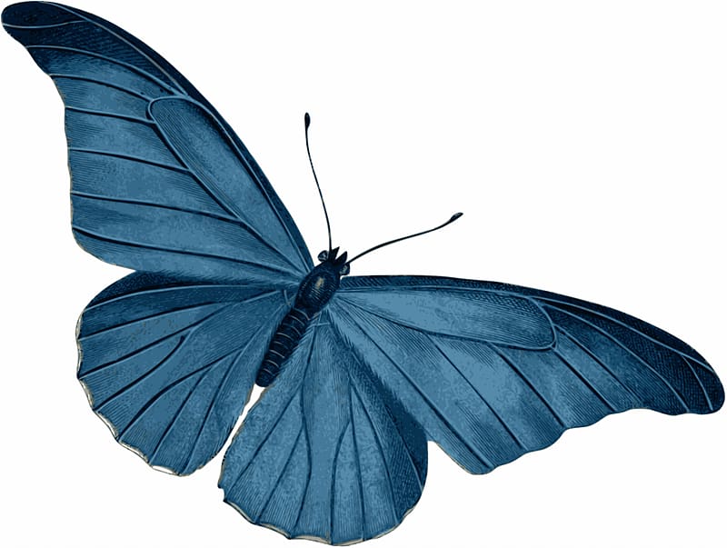 Butterfly Morpho menelaus Blue , dragonfly transparent background PNG clipart
