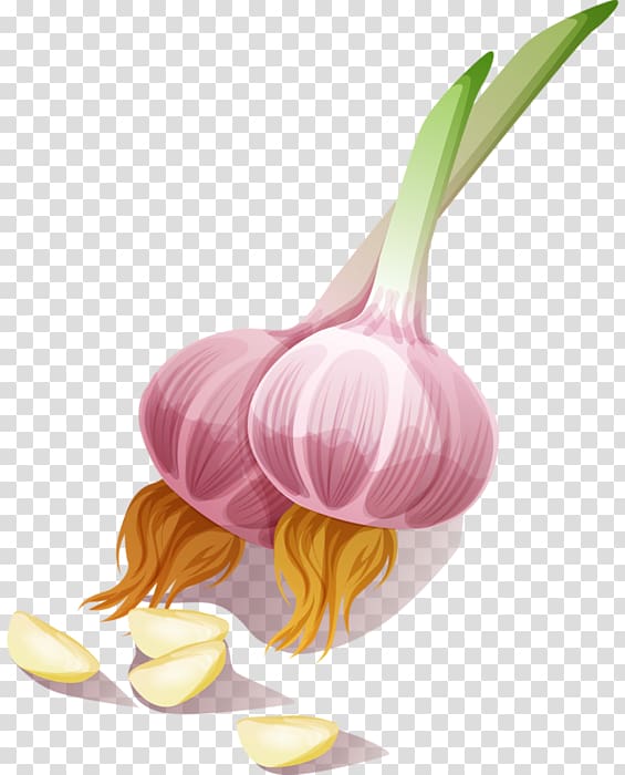 Garlic Onion Seasoning Vegetable , garlic transparent background PNG clipart