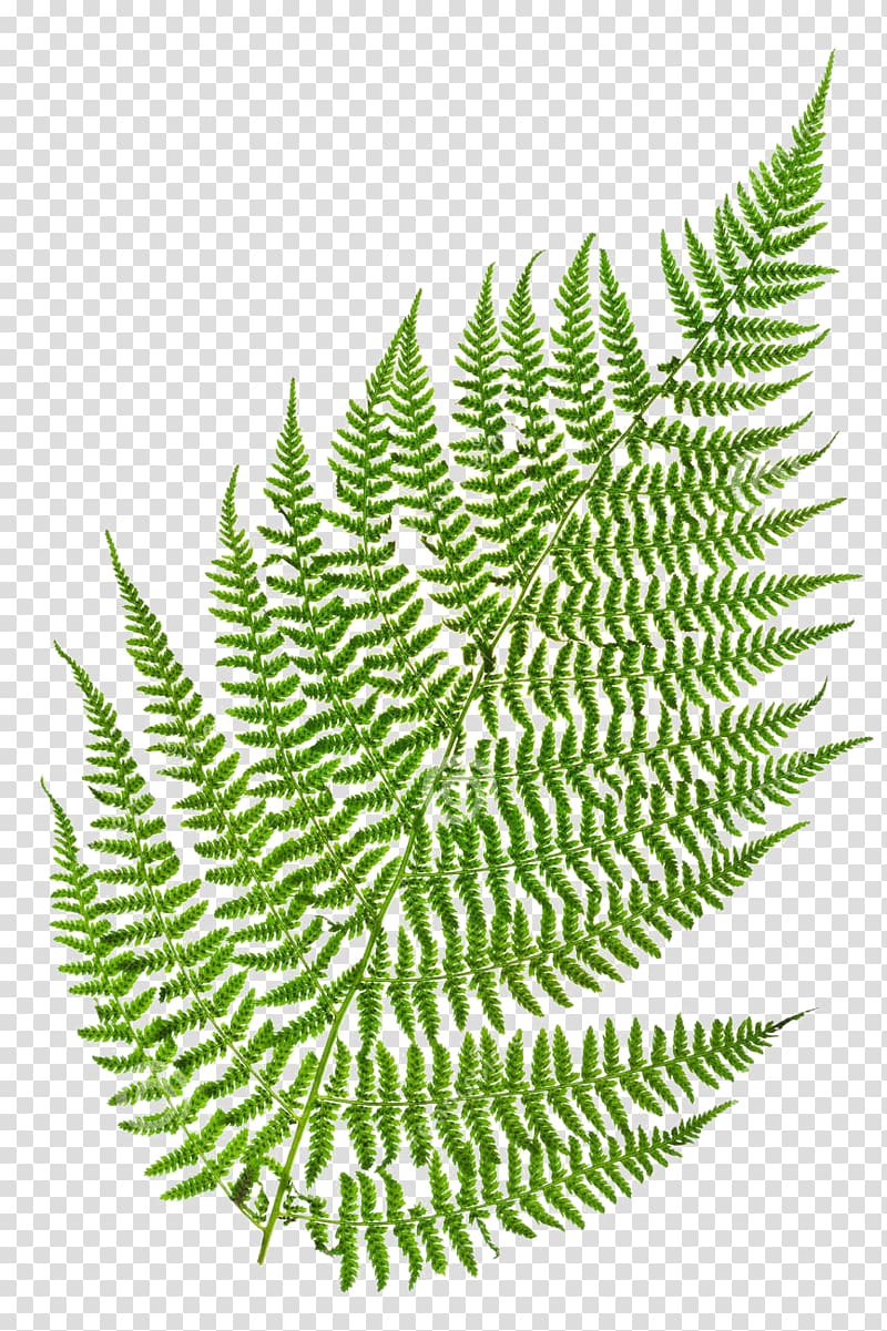 Fern Green Leaf Vascular plant , fern transparent background PNG clipart