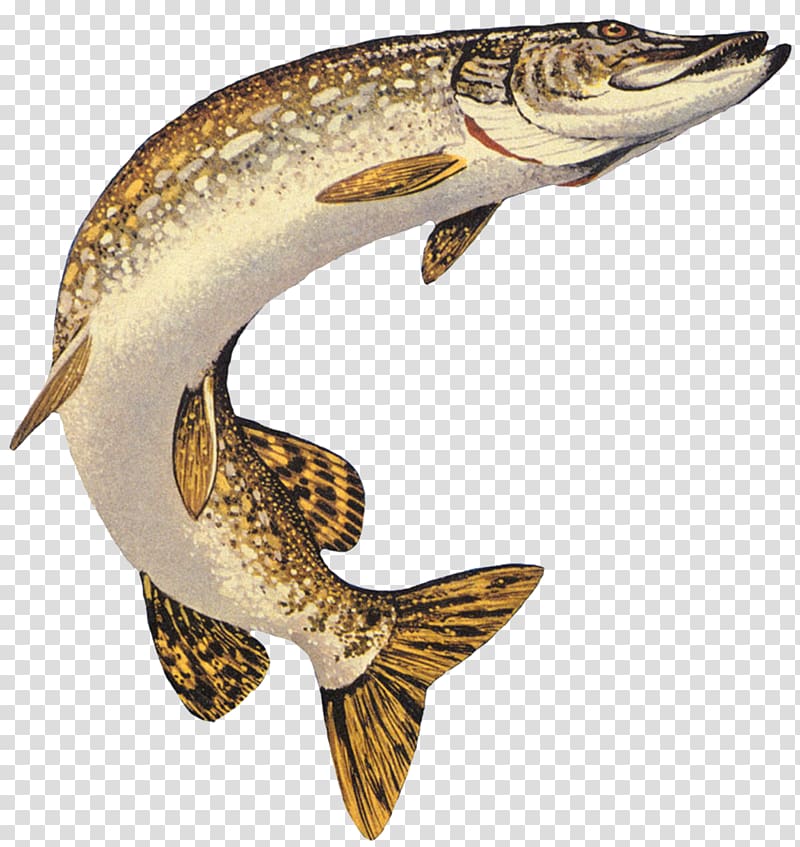 gray and brown fish , Northern pike Muskellunge American pickerel Chain pickerel Fishing, pisces transparent background PNG clipart
