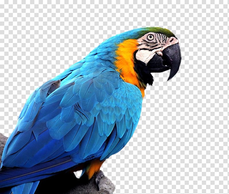 Parrot Bird Budgerigar Blue-and-yellow macaw Hyacinth macaw, parrot transparent background PNG clipart