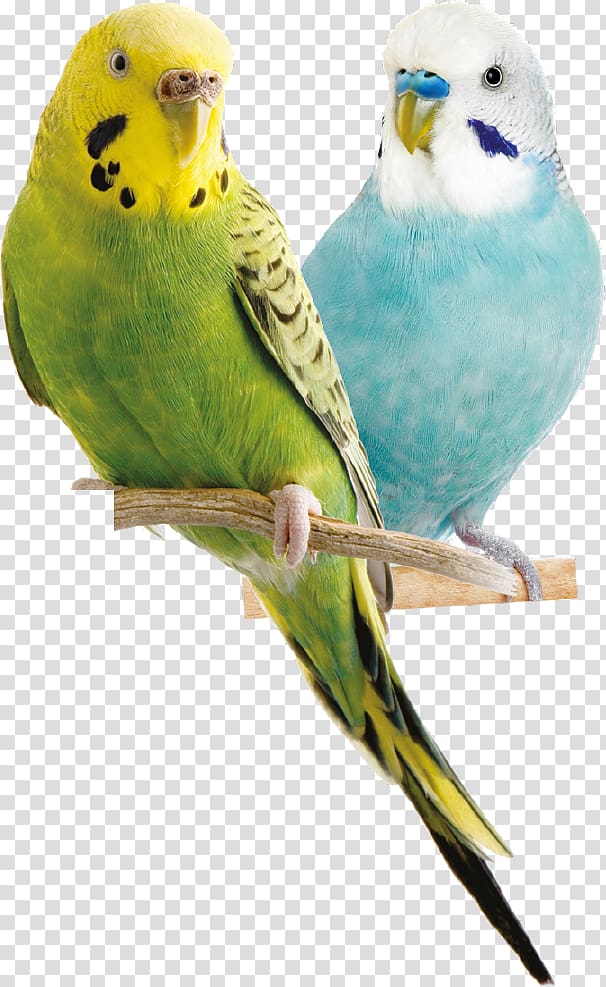 two yellow and teal budgerigars, Budgerigar Bird Parrot Parakeet Cockatiel, turkey bird transparent background PNG clipart