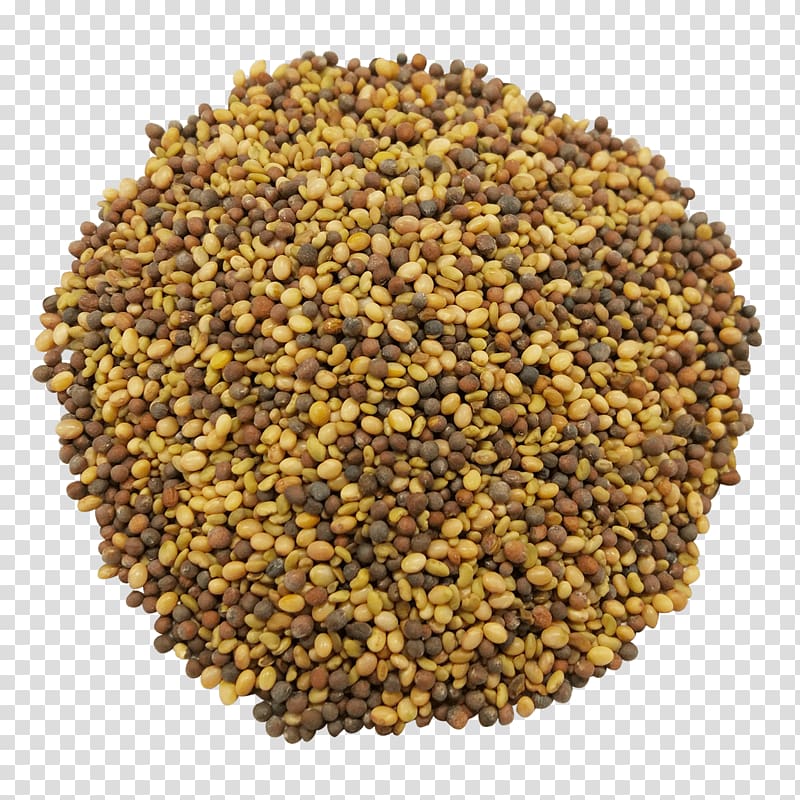 Seed Sprouting Dietary supplement Antioxidant Alfalfa, alfalfa transparent background PNG clipart