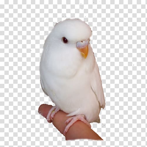 Budgerigar Cockatoo Lovebird Parakeet, White parrot transparent background PNG clipart