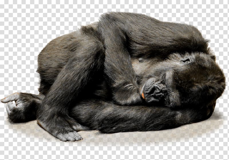 Irish Wolfhound Common chimpanzee Gorilla Ape Primate, gorilla transparent background PNG clipart