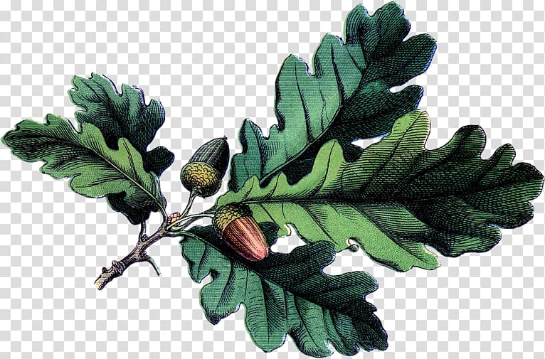 Acorn Botanical illustration White oak Botany Leaf, acorn transparent background PNG clipart