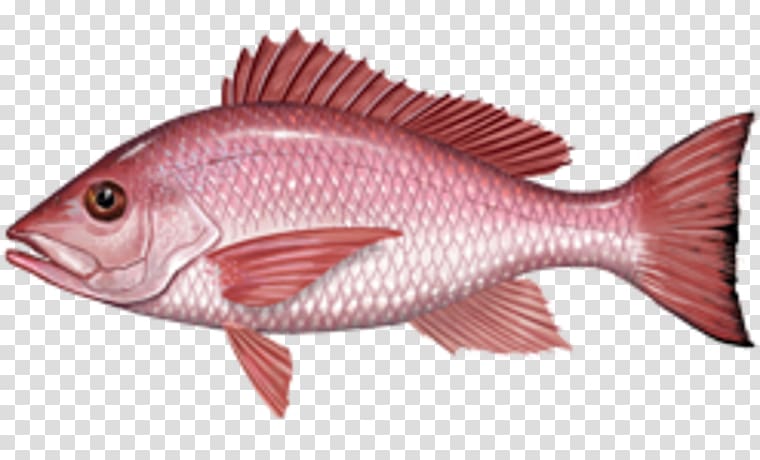 Fishing Northern red snapper International Game Fish Association African red snapper, red snapper transparent background PNG clipart