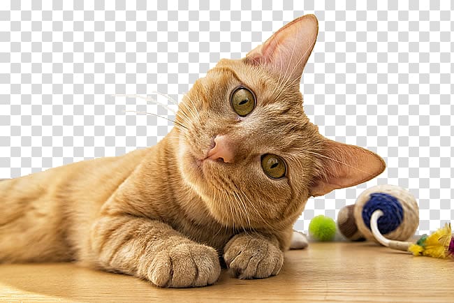 tilted his head a little cat transparent background PNG clipart