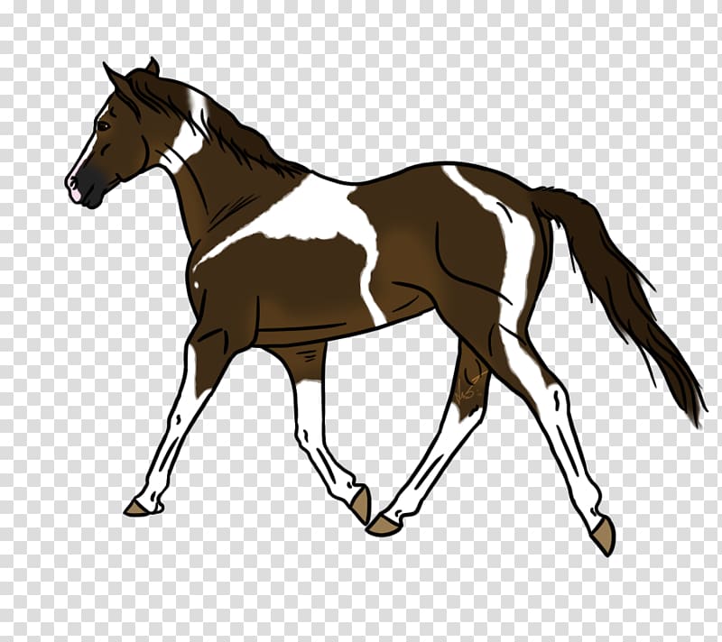 Foal Mustang Hunt seat Pony Colt, mustang transparent background PNG clipart