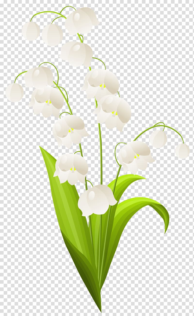 Lilium candidum Lily of the valley , lily of the valley transparent background PNG clipart