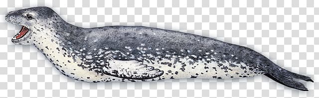 Harbor seal transparent background PNG clipart