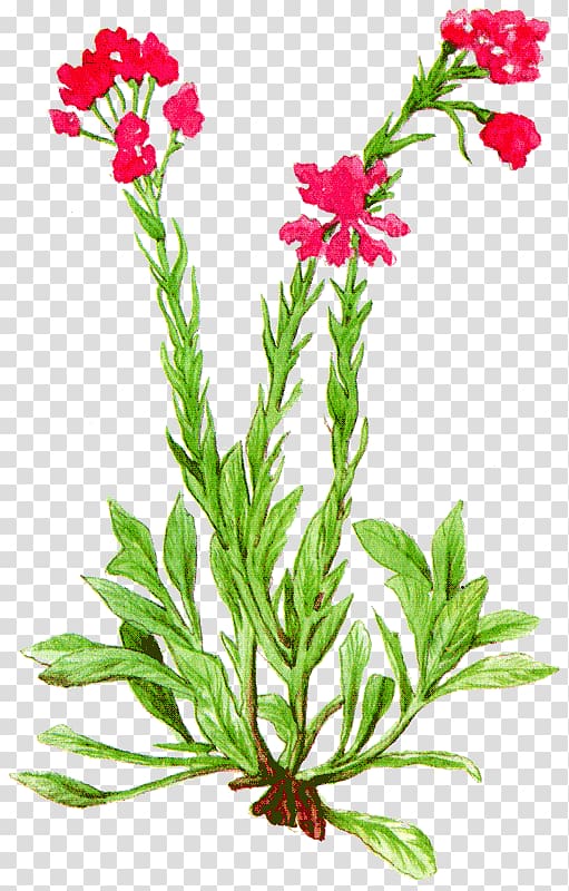Одолень-трава Cut flowers Antennaria dioica Herbaceous plant, flower transparent background PNG clipart