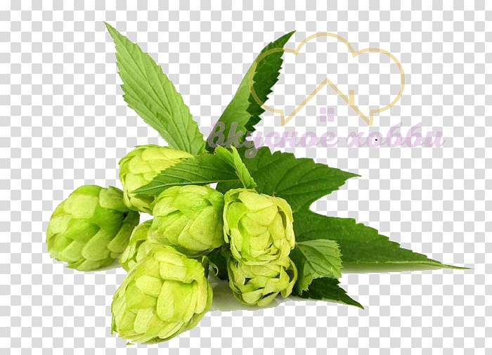 Beer Brewing Grains & Malts Hops Common hop, beer transparent background PNG clipart