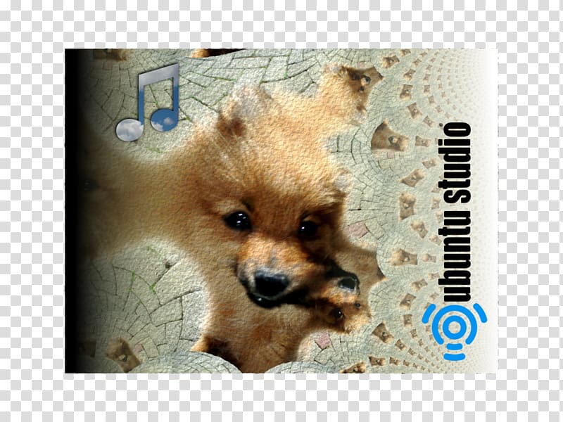 German Spitz Klein German Spitz Mittel Pomeranian Finnish Spitz Volpino, puppy transparent background PNG clipart
