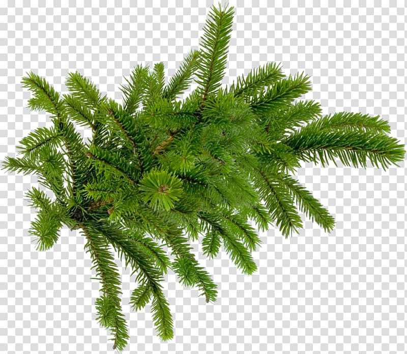 christmas greenery transparent background PNG clipart