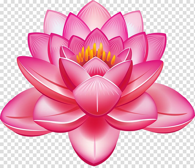 Nelumbo nucifera Flower , Lotus transparent background PNG clipart