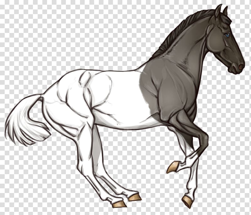 Mane Pony Foal Stallion Colt, mustang transparent background PNG clipart