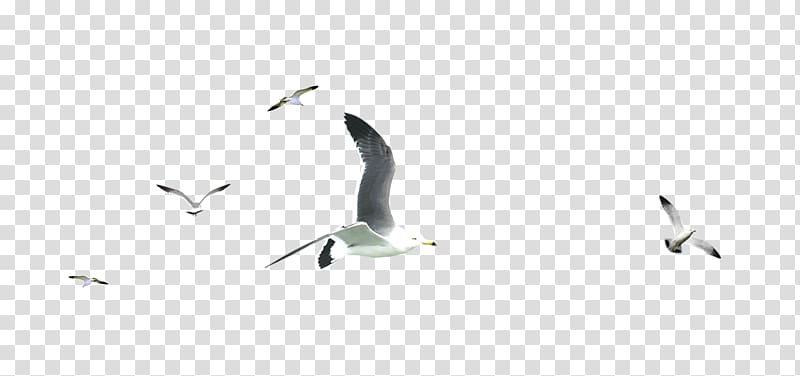 flock of seagulls, Water bird Beak Pattern, Flock of birds transparent background PNG clipart
