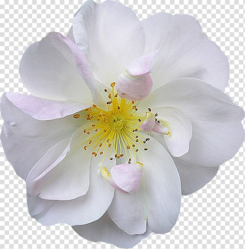 Flower bouquet White Pseudanthium, anemone transparent background PNG clipart