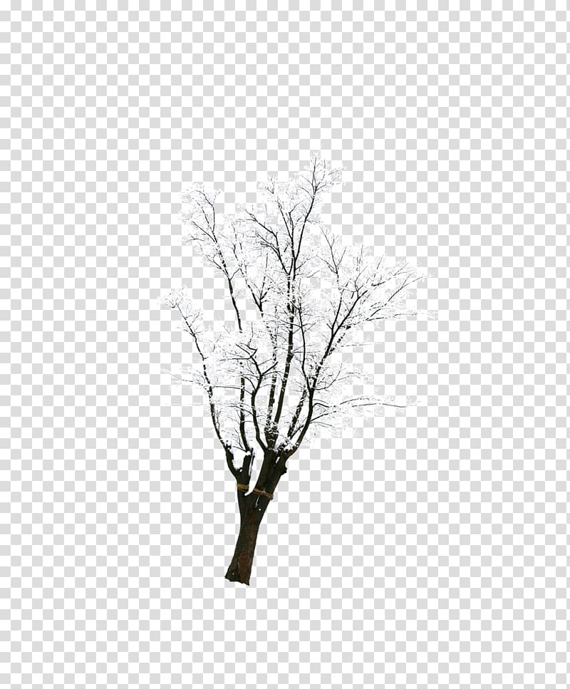 Snow Tree Winter, Tree with snow transparent background PNG clipart