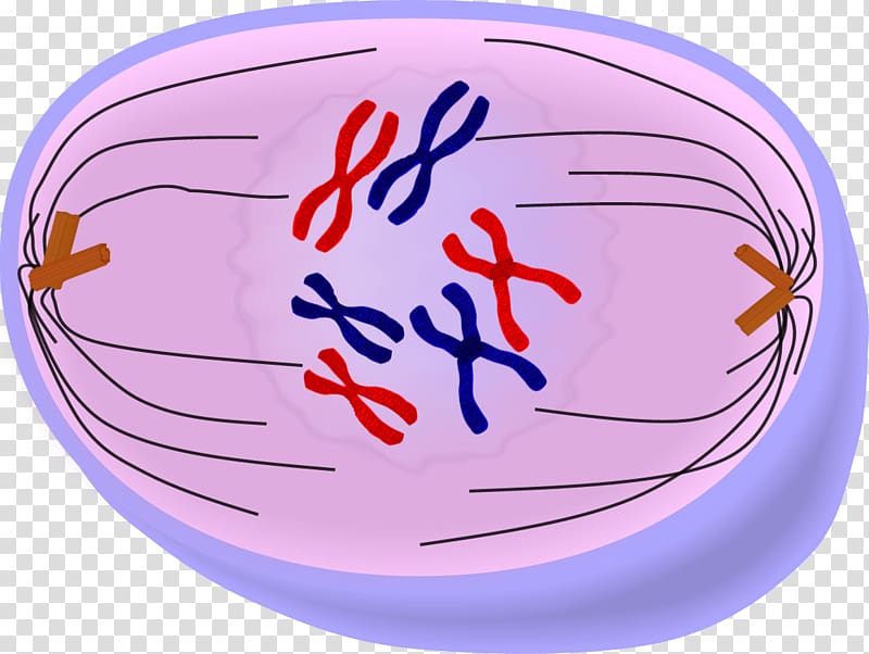 Prometaphase Anaphase Mitosis Telophase Cell, mitosis biology test transparent background PNG clipart