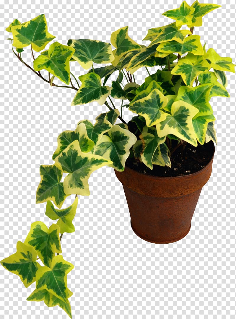 Common ivy Houseplant Common fig Devil\'s ivy, plant transparent background PNG clipart