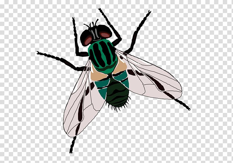 Fly Sticker Toilet , Green flies transparent background PNG clipart