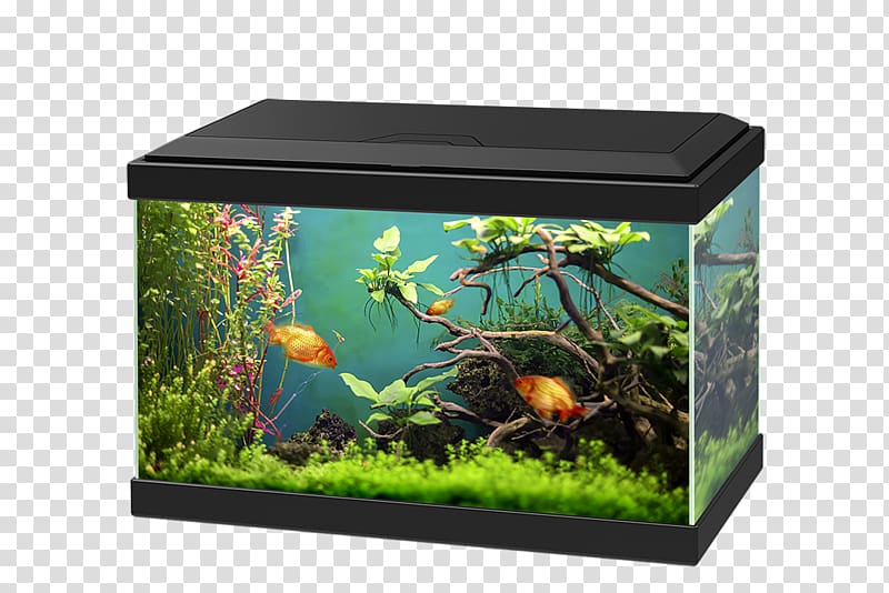 Aquarium Goldfish Light-emitting diode Fishkeeping, Aquarium transparent background PNG clipart
