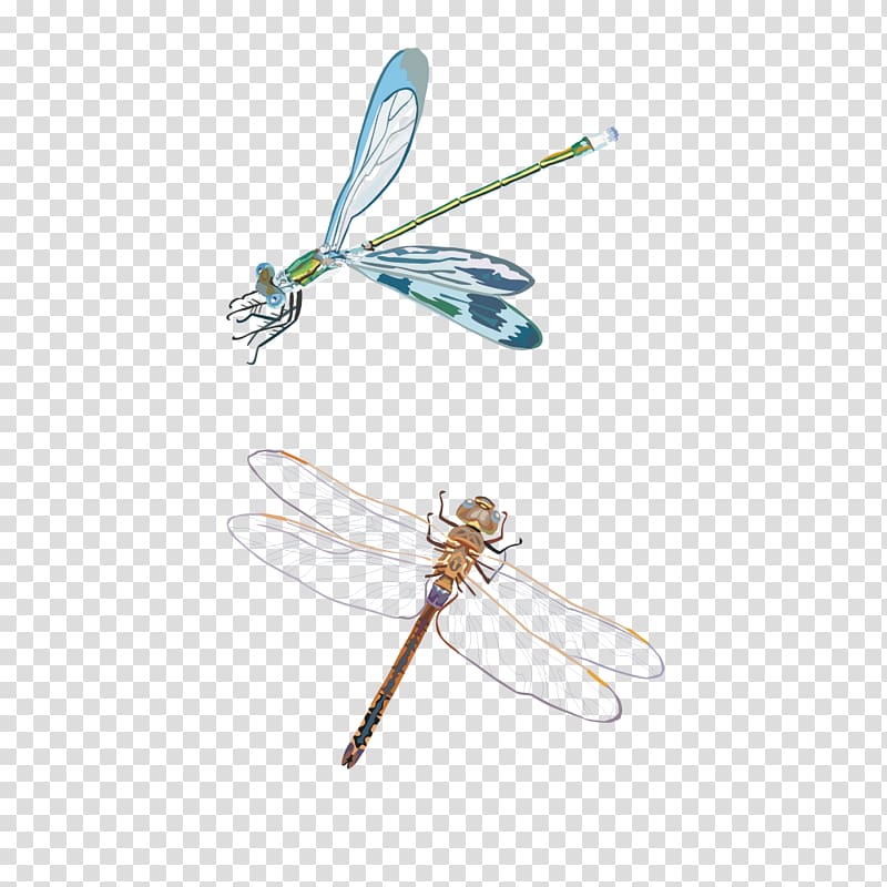 Dragonfly Insect, Dragonfly material transparent background PNG clipart