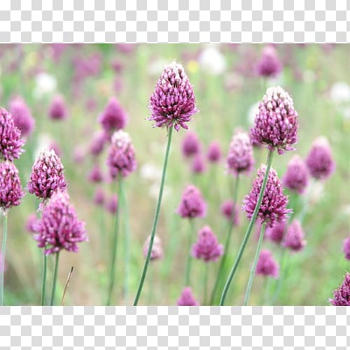 English lavender Chives Subshrub Annual plant, Bulb Onion transparent background PNG clipart