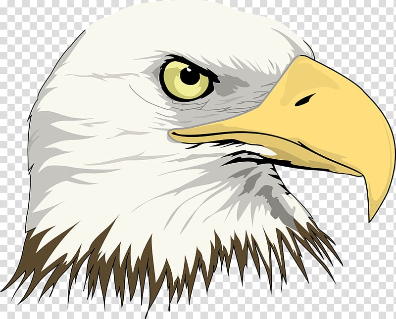 Bald Eagle Drawing , Eagle Head transparent background PNG clipart