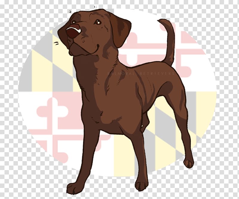 Labrador Retriever Chesapeake Bay Retriever Dog breed Puppy Companion dog, puppy transparent background PNG clipart